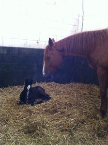 Djingle, âgé de 20 jurs, avec sa mère adoptive, Joyeuse du Logis