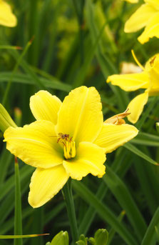 Hemerocallis 'Green Flutter'