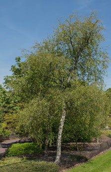 Betula jaquemontii