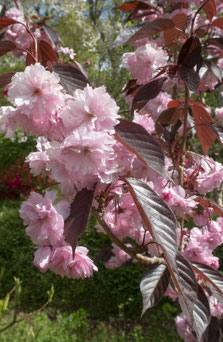 Prunus serrulata 'Royal Burgundii'