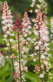 Heuchera 'Dayglow Pink'