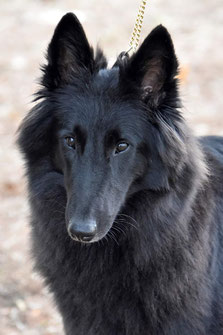 Née chez Mme Stéphanie Lizot en Charente Maritime Saphira est arrivée à l'élevage fin mars 2021.  C'est une grande chienne très sympathique, reproductrice à l'élevage.  Primée en exposition nationale et internationale