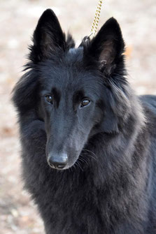 Saphira Des Sables Noirs de l'Aunis Née chez Mme Stéphanie Lizot en Charente Maritime Saphira est arrivée à l'élevage fin mars 2021. C'est une grande chienne très sympathique, reproductrice à l'élevage. Primée en exposition nationale et internationale