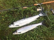 Lachse angeln in Norwegen, mittlerer Fluss, Lachse mit Blinkerrute