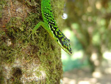 Anolis roquet