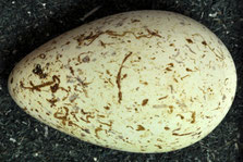 Ei der Dickschnabellumme (Uria lomvia)