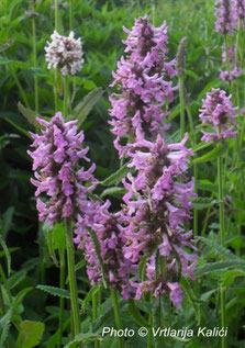 Stachys officinalis Kalići's purple queen, border, perenial, sun, gredice,trajnica, sunce, natural garden, bees