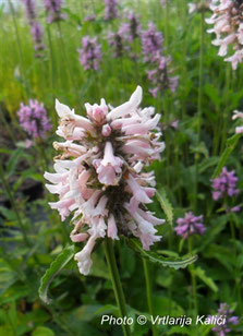 Stachys officinalis Kalići's rose queen, border, perenial, sun, gredice,trajnica, sunce, natural garden, bees