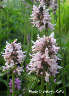 Stachys officinalis Kalići's rose queen, border, perenial, sun, gredice,trajnica, sunce, natural garden, bees