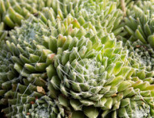 Sempervivum achnoideum "Tomentosum"