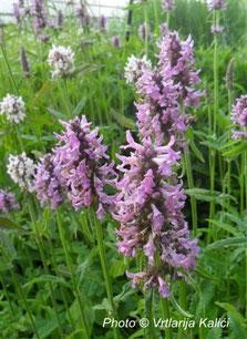 Stachys officinalis Kalići's purple queen, border, perenial, sun, gredice,trajnica, sunce, natural garden, bees