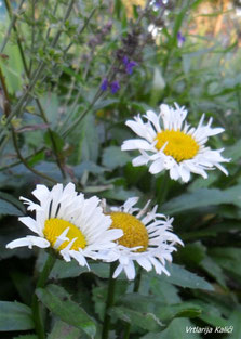 Leucanthemum lacrosse