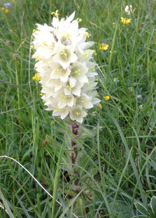 Fleurs blanches - Club Pédestre Chabeuillois