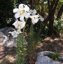 Madonnelilie (Lilium candidum)