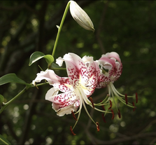 Pracht-Lilie (Lilium speciosum)