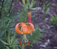 Panther-Lilie (Lilium pardalinum)