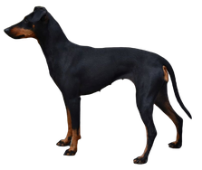 Manchester Terrier sitzend, Hund, Terrier, png