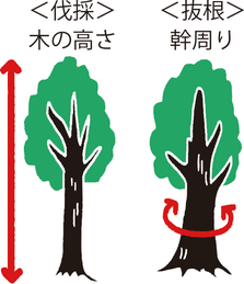 木の高さ、幹周りのイメージ