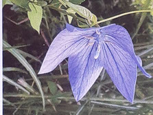 桔梗の花