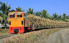 燦々とふりそそぐ陽光を浴びて椰子の並木をのどかに走るさとうきび列車