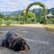 Rauhaardackel Hermine vor dem Rosenneuheitengarten Baden-Baden