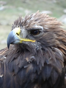 Aigle royal, Kirghizistan (photo Ugo)