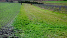 Bild 1: Steinkauzwiese nach Kauf im Dezember 2019