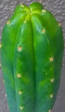 サンペドロ・多聞柱(トリコケレウス・パチャノイ)柱サボテン・多肉植物