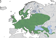 Karte zur Verbreitung des Grünspechts (Picus viridis)