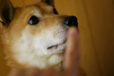 愛犬*静クン