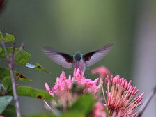 Un colibri butine une fleur rose