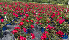 Producteur Rosiers et Décorosiers Jardinerie conteneur hors sol plante en pot grossite pepiniere