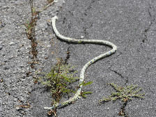 Serpiente de cuerda en la carretera