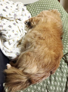 ソファーで寝ている愛犬