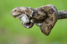 Boa Constrictora.  Photo Mirtha Yepez