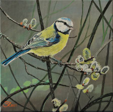 Blaumeise 30 x 30  