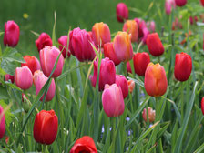 Biogarten-Shop: Blumenzwiebeln bestellen