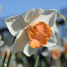 Biogarten-Shop: Blumenzwiebel-Versand