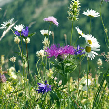 Biogarten-Shop: Wildblumen-Saatgut
