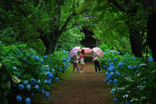 第8回 宗吾霊堂紫陽花まつり