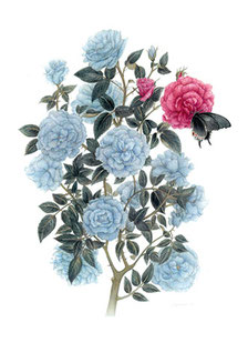 The Rose 青い薔薇社