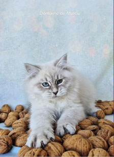 ou acheter chaton Sibérien