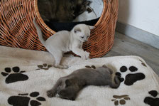 Elvis und Elli