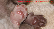 Zur Kittenseite