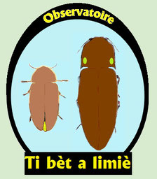 logo observatoire insectes lumineux Antilles