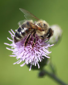 Die Flugbienen besuchen z. B. die Disteln (Cirsium vulgare)...