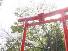 三吉稲荷神社の鳥居と桜