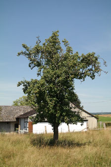 Der Birnbaum in Hennef-Fernegierscheid (2015)