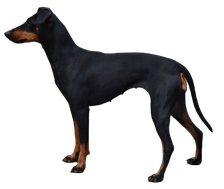 Manchester Terrier sitzend, Hund, Terrier, png