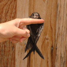 Foto: NABU / Daniel Schmidt